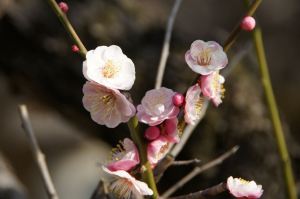 梅花