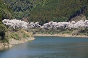 日向神ダム湖畔の桜