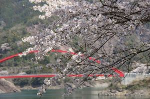 日向神ダム湖畔の桜